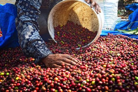 Harvest coffee - Harvesting time for coffee cherries will vary by region and altitude. Typically, there is only one harvest per year, which will last for 2 to 3 months as cherries ripen. The cherry is initially green and turns red when it is ready for harvesting. The coffee in Ethiopia is Arabica in type and is harvested traditionally by selective picking.
